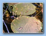 [Click to enlarge image]